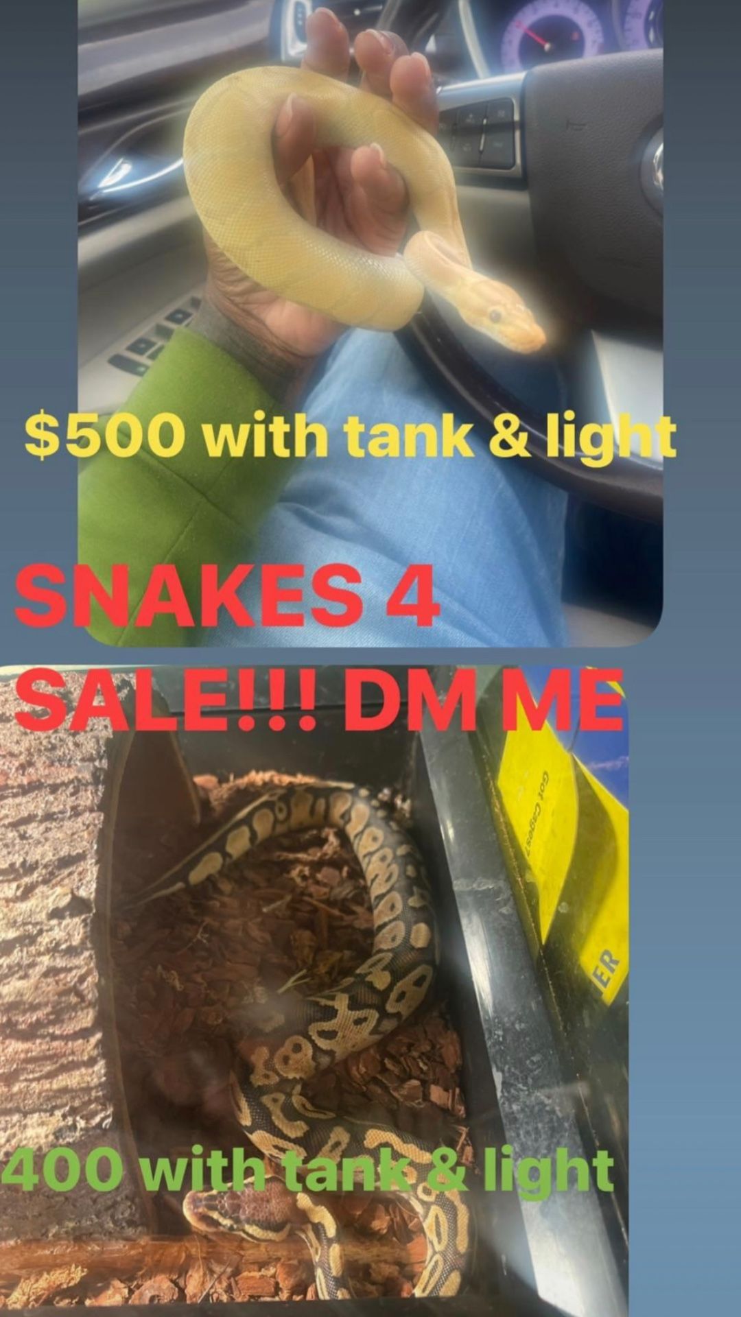 Ball Pythons