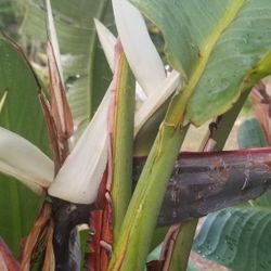 Giant White Bird off Paradise $40.00