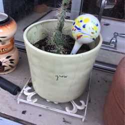 Small Cactus In Ceramic Pot 20$