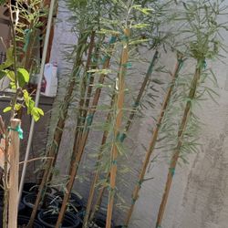 Mesquite Chileno Sin Espinas En 5 Galones 5 Pies Del Suelo Parriba $50 Cada Uno Precio Firm