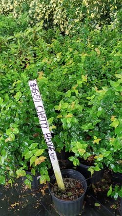 Cherry Hedges - 3 Gallons
