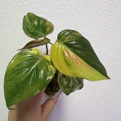 Philodendron Milan Variegated Plant