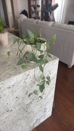 Cebu Blue  Pothos