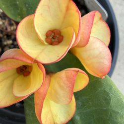 Corona De Cristo Putharaska