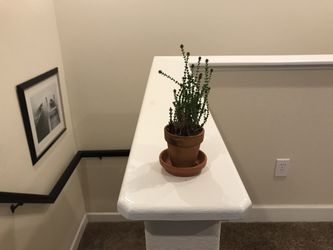 Small unknown succulent plant in clay pot and clay saucer