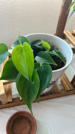 Philodendron
