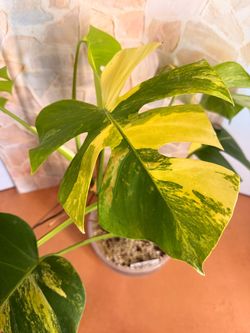 Monstera Aurea Plant - 8inch