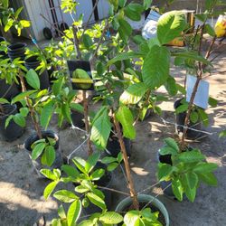Jumbo Thai/Vietnam Guava Plant