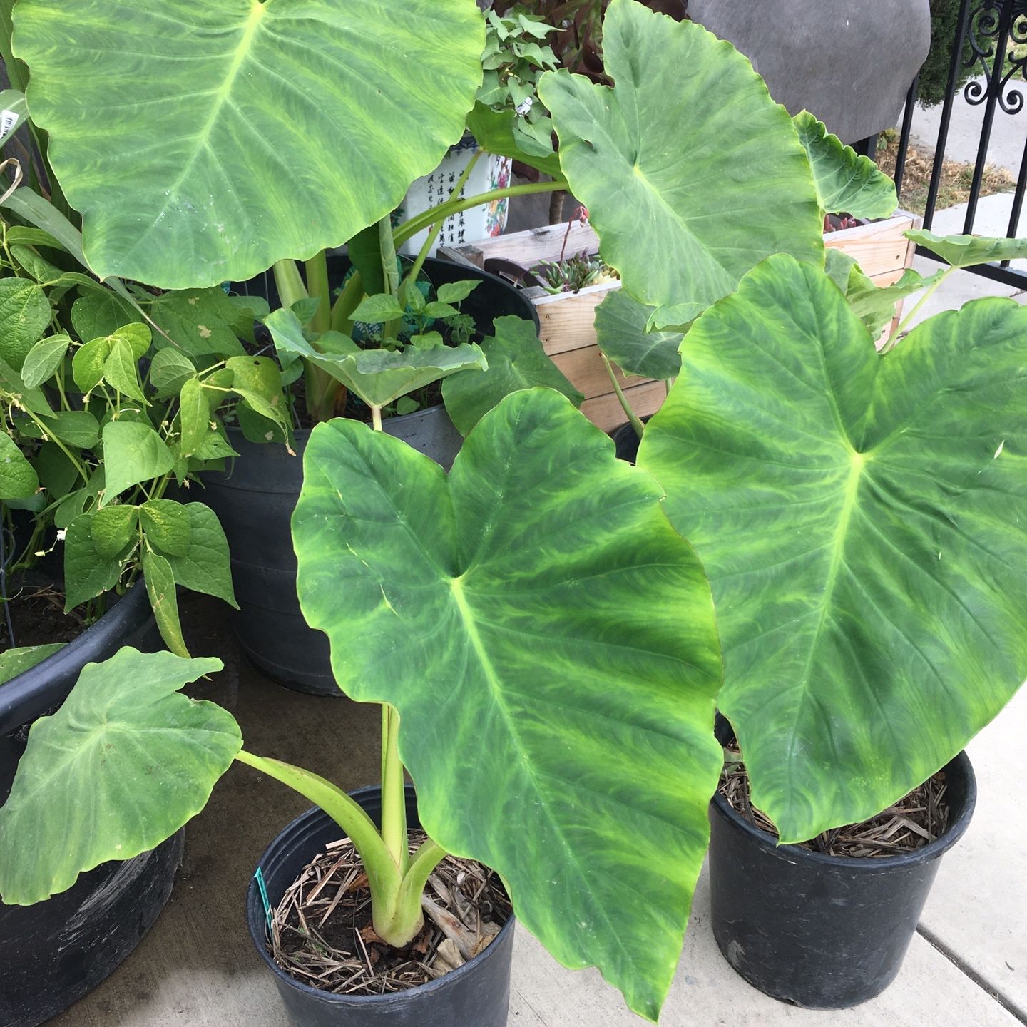 Mammoth Elephant Ear Plant for Sale in Arcadia, CA - OfferUp