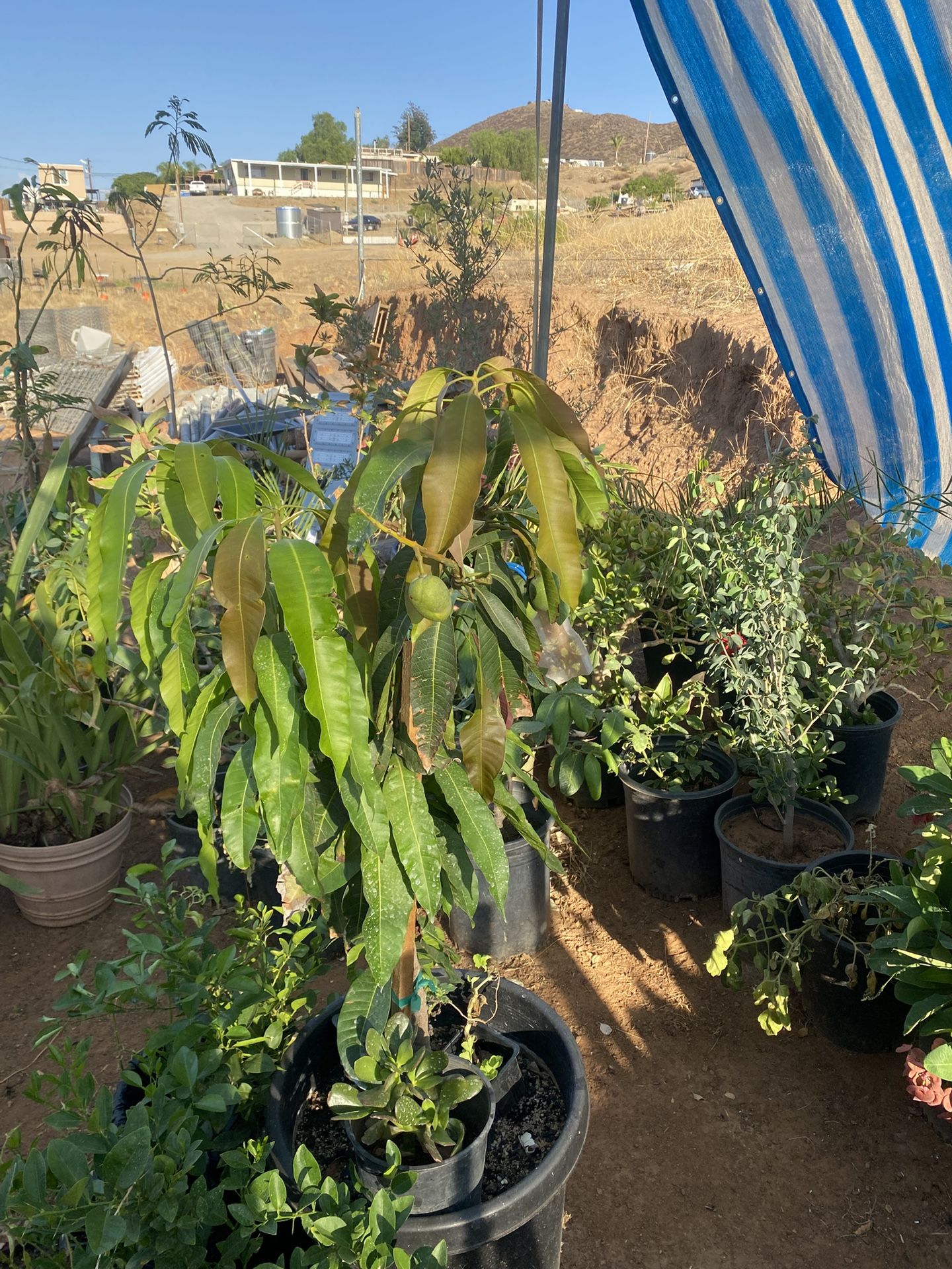 Mango Criollo 