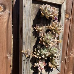 Light Green Succulent Wall Arrangement
