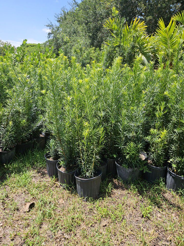 Podocarpus Over 3 Feet Tall Full Green  Fertilized  Ready For Planting Instant Privacy Hedge  Same Day Transportation 