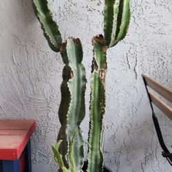 Candelabra Cactus
