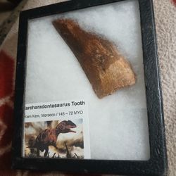 Dinosaur Fossil 