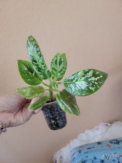 Michaelmoelleria Vietnamensis "Big Mike" plant
