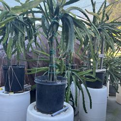 Dragon Fruit Plant In Pot