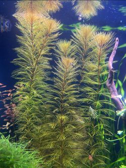 Myriophyllum Roraima Stem Plant