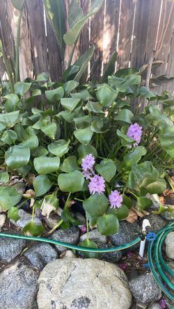 Pond plants