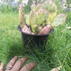 Prickly Pear Cactus