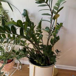 Beautiful ZZ Plant (Pot Not Included)