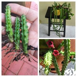 3 Red Dragon Stapilia Succulent Plant