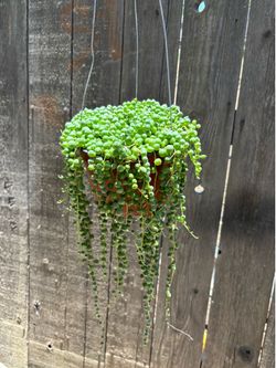 String of Pearls