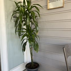 Dracaena Janet Craig About 6 Ft Tall