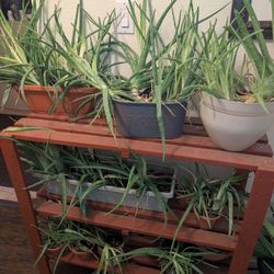 Aloe Vera Plants