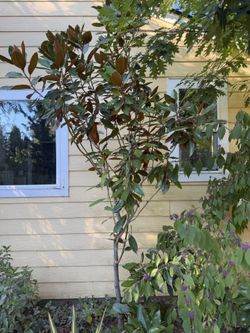 Magnolia Tree