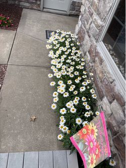 Shasta Daisies