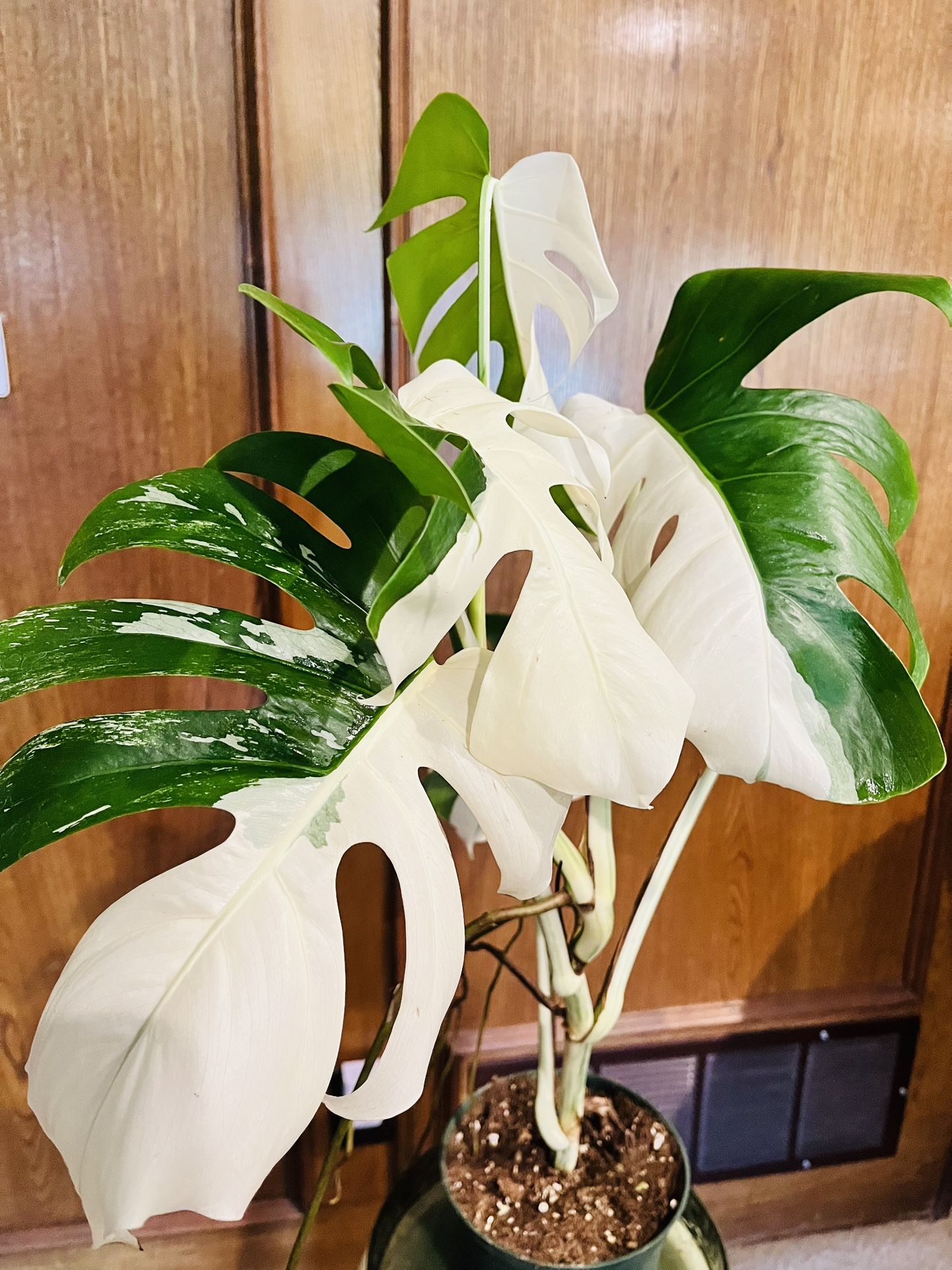 Monstera Albo -Halfmoon established Plant