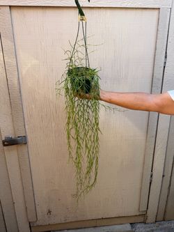 Big hoya linearis soon to bloom
