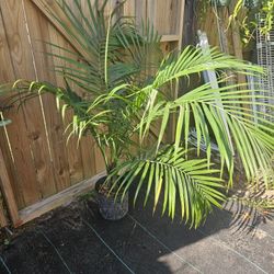 Majesty Palm 