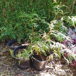 Cedar Saplings For Free