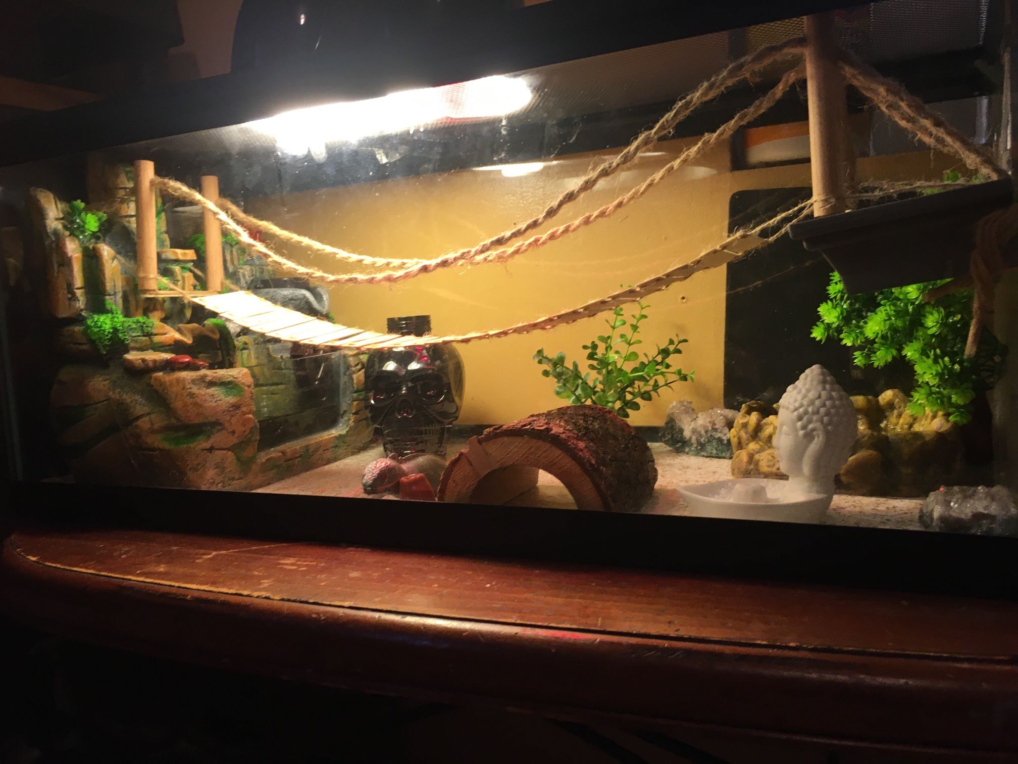 Custom Reptile Decor