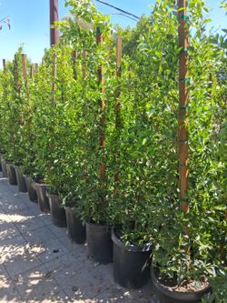 Ficus trees