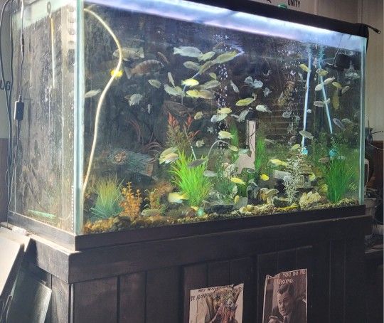 150 Gallon Tank, Stand, Filter System ,& All