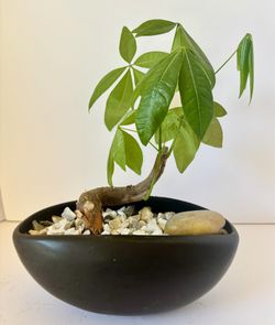 Money tree bonsai in 9” x 5” pot