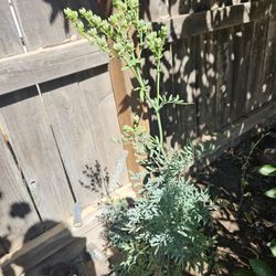 About 3ft Or So.  Pick Up Only   