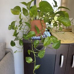 Golden Pothos Plant