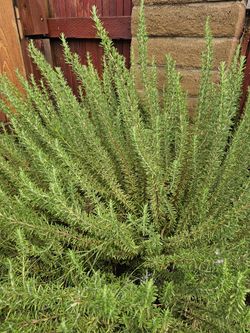 Organic Rosemary