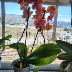 Orchid
