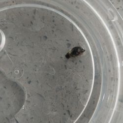 Bladder Snails