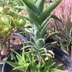 Climbing Aloe 