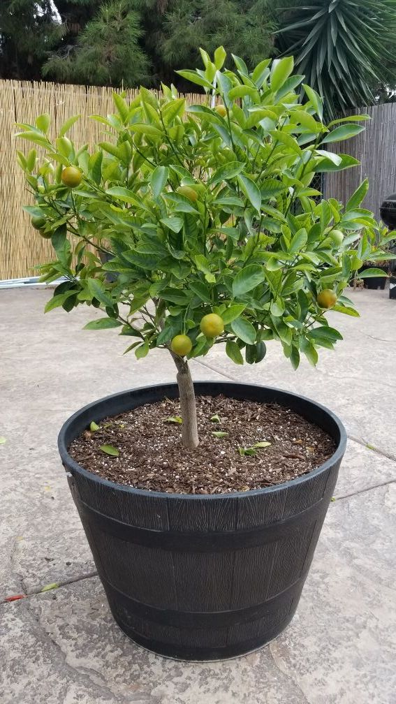 Dwarf Calamansi Tree for Sale in San Diego, CA OfferUp