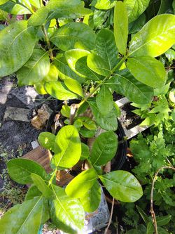 Tahitian Gardenia Plant