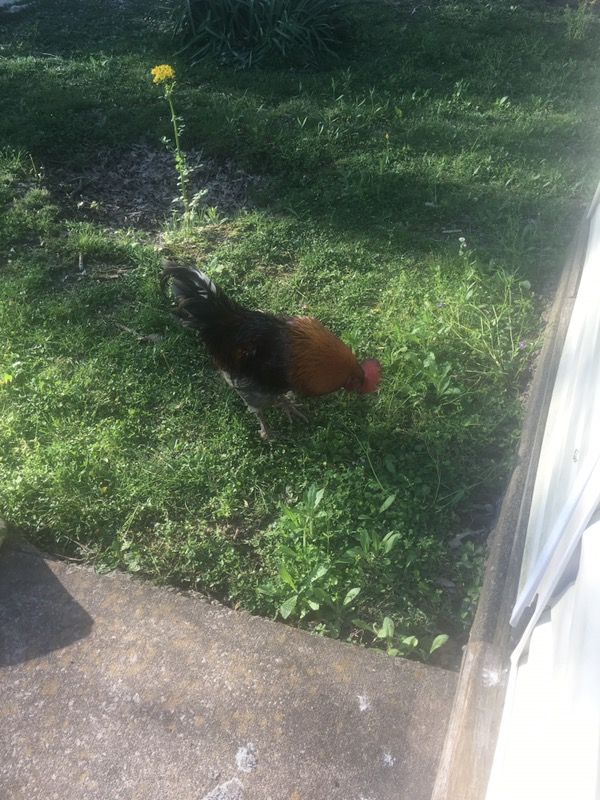 Rooster for sale