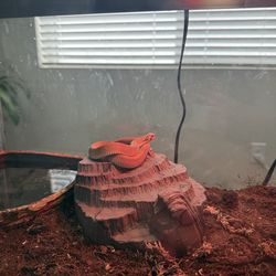 Tank with lights full setup. (Hognose superconda)