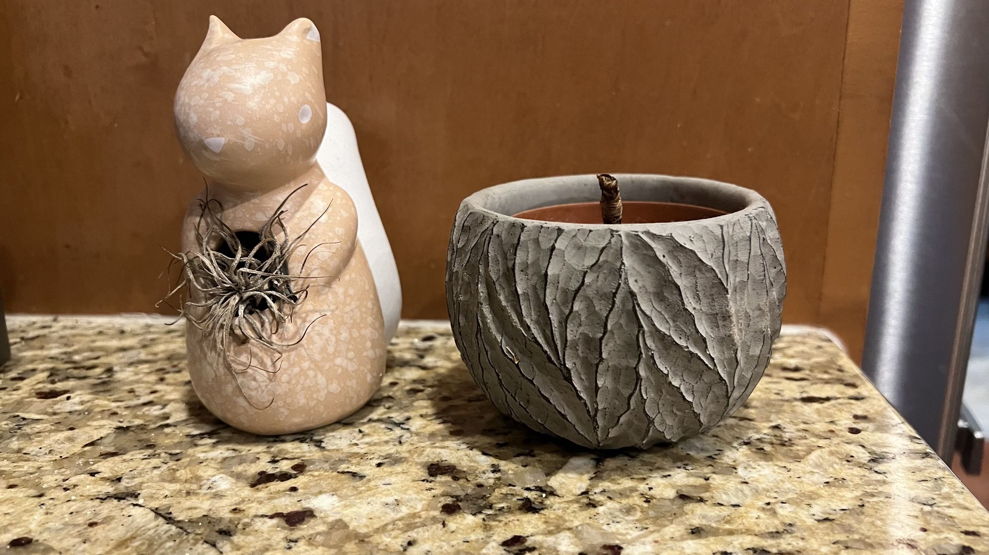 2 Plants (air Plant And Succulent)