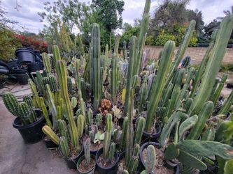 Fencepost cactus